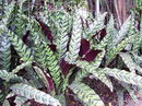 Calathea Lancifolia